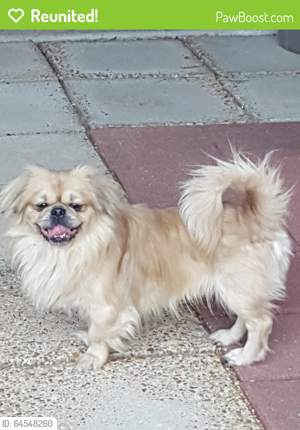 Reunited Male Dog last seen Near Haring Road, Metairie, LA 70001