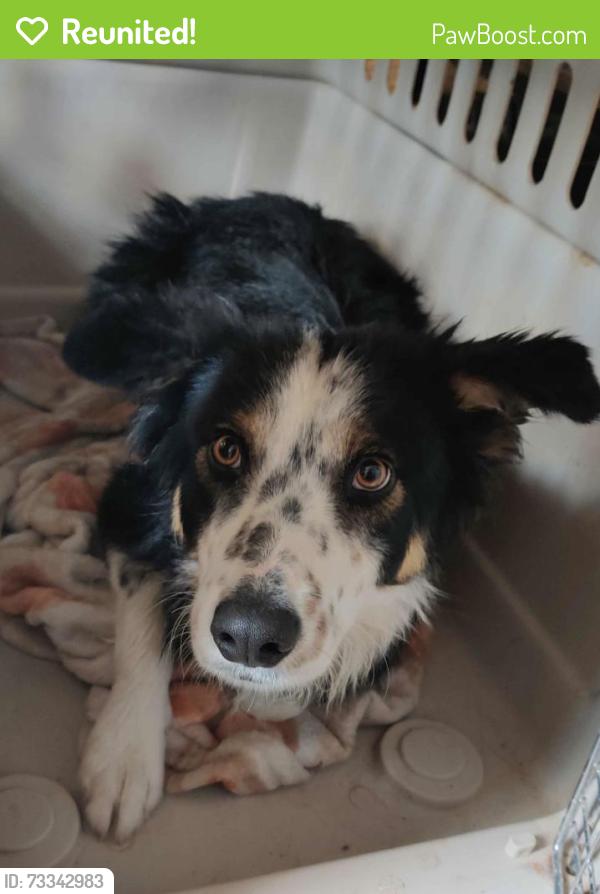 Reunited Male Dog last seen Rio rancho ests near the solar panel farm, Rio Rancho, NM 87124