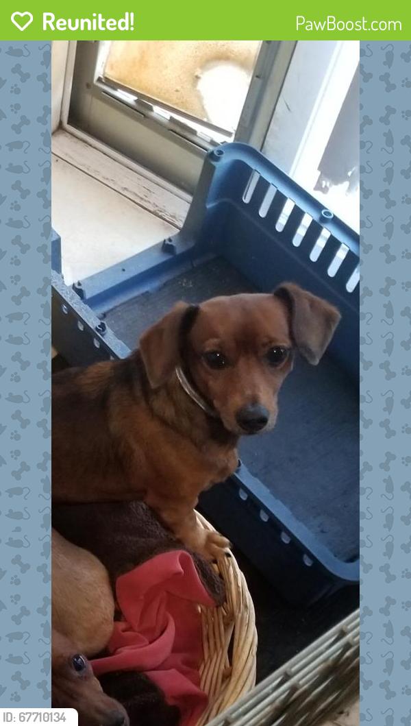 Reunited Female Dog last seen 181st Ave and Everett Ct, Gresham, OR 97230