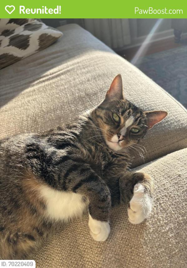 Reunited Male Cat last seen Apache st, Westerville, OH 43081