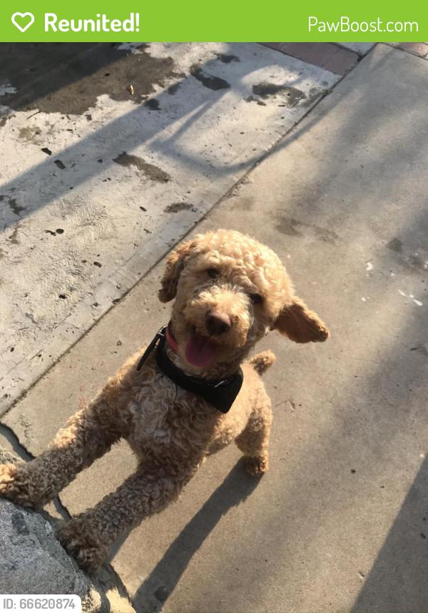 Reunited Male Dog last seen rialto, Rialto, CA 92376