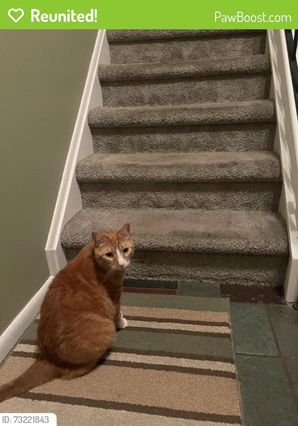 Reunited Female Cat last seen Highland dr Pottsville, Pottsville, PA 17901