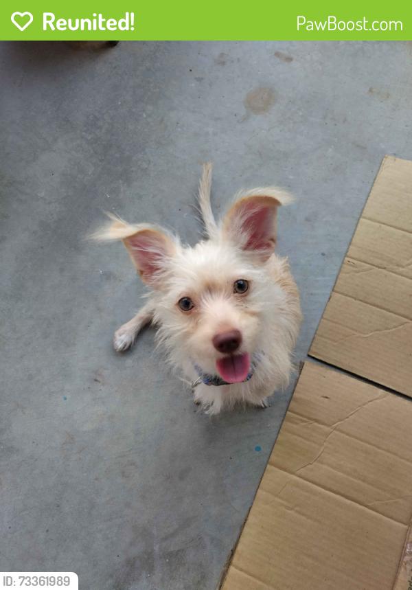 Reunited Male Dog last seen Northern & 43rd, Glendale, AZ 85301