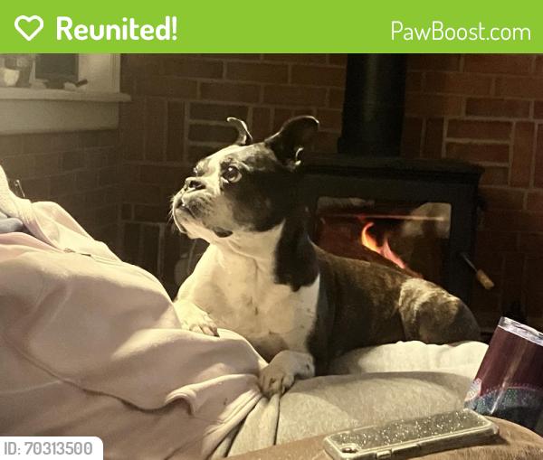 Reunited Female Dog last seen Mill St by Giant and the Cleona fire dept, Cleona, PA 17042