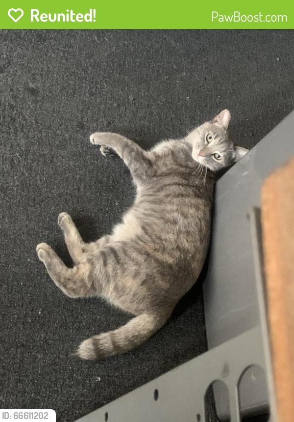 Reunited Female Cat last seen Near Wingo St, Arleta, CA 91331, USA, Los Angeles, CA 91331