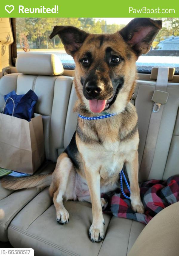 Reunited Female Dog last seen Ashland Ave. And Nine Mile Road next to Fishbein Orthodontics, Pensacola, FL 32534