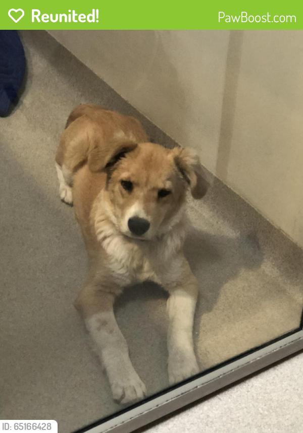Reunited Male Dog last seen Near Euclid Ave & Cmt Cachorro, San Diego, CA 92105