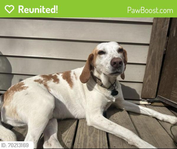 Reunited Female Dog last seen Jones Ferry Road and Abe Burnette, Pittsboro, NC 27312