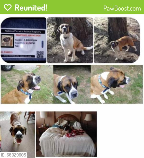 Reunited Female Dog last seen 110th Ave E Graham, WA 98338, Graham, WA 98338