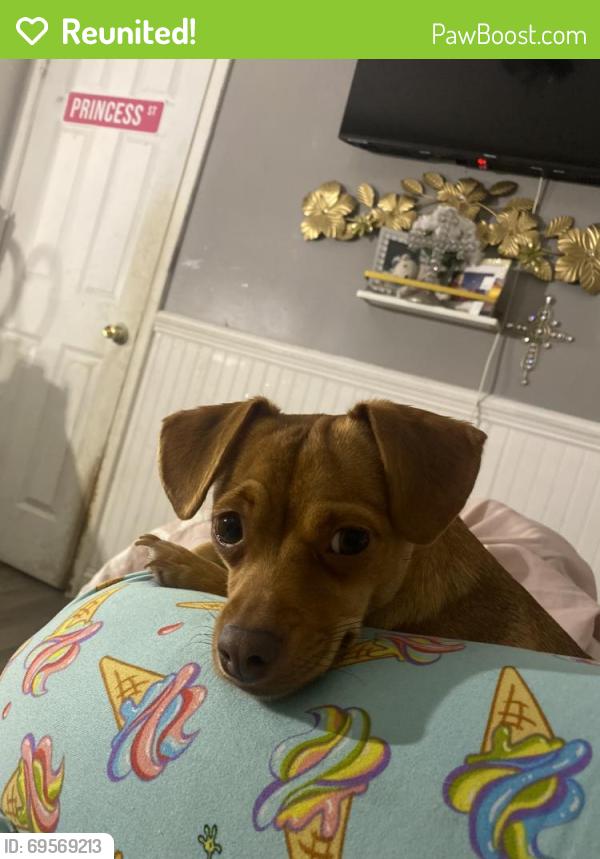 Reunited Female Dog last seen Near ave M, Chicago, IL 60617