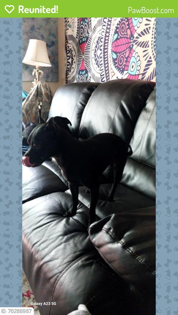 Reunited Male Dog last seen Old Thomasville hwy, Thomasville, NC 27360