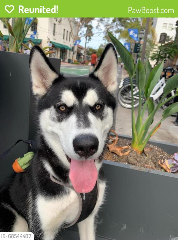 Reunited Male Dog last seen Near via el cuadro, Santa Barbara, CA 93111