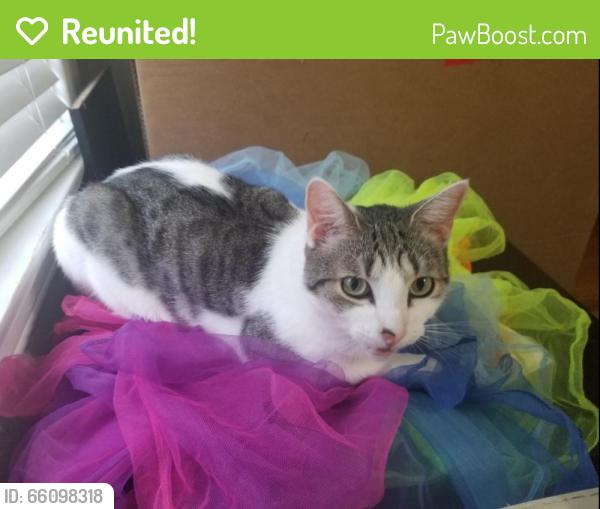 Reunited Male Cat last seen Devonshire and Macklind, St. Louis, MO 63109