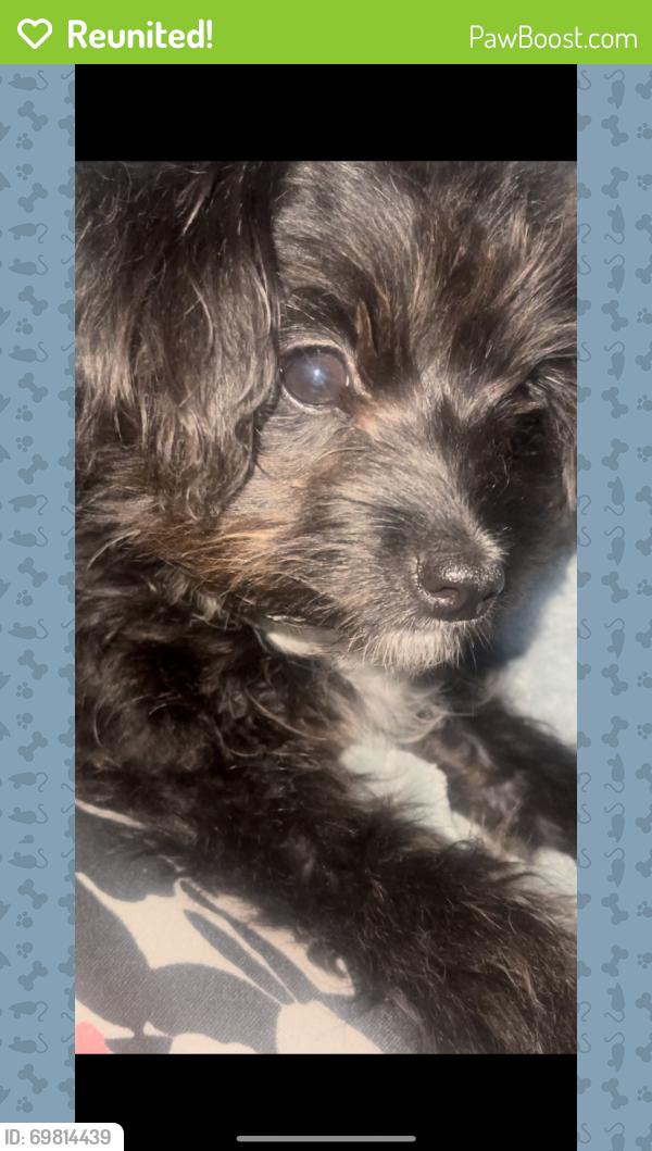 Reunited Female Dog last seen Watt Ave & Whitney ave, Sacramento, CA 95821