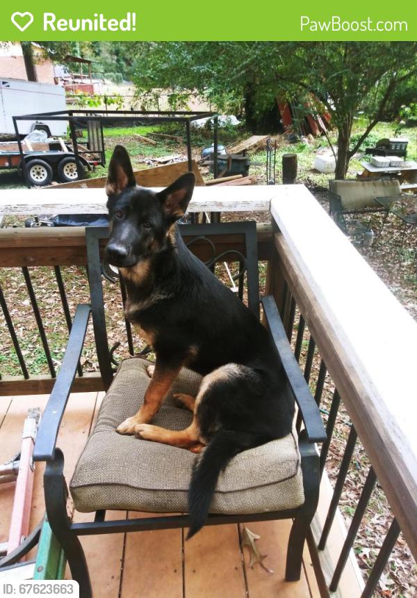 Reunited Female Dog last seen Near village run, Lawrenceville, GA 30046