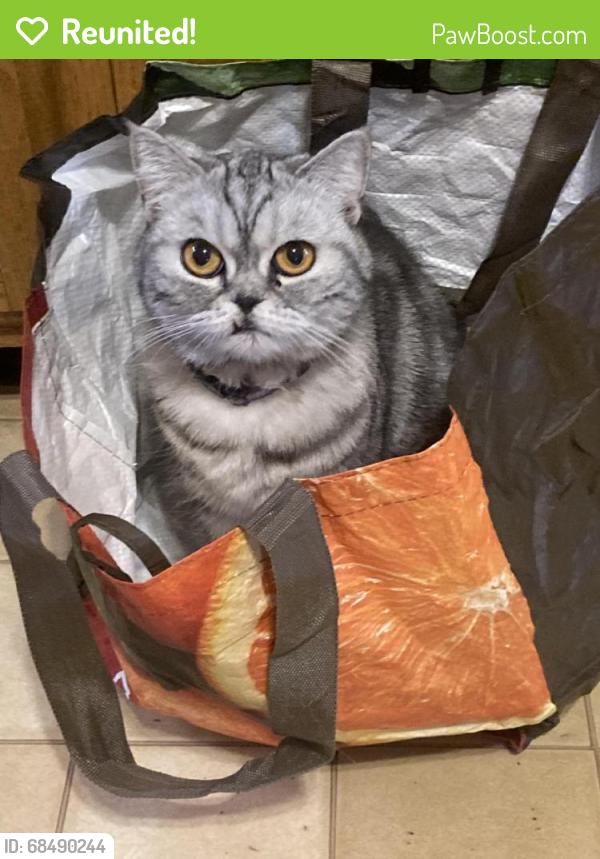 Reunited Female Cat last seen Madison ave, Albany, NY 12205