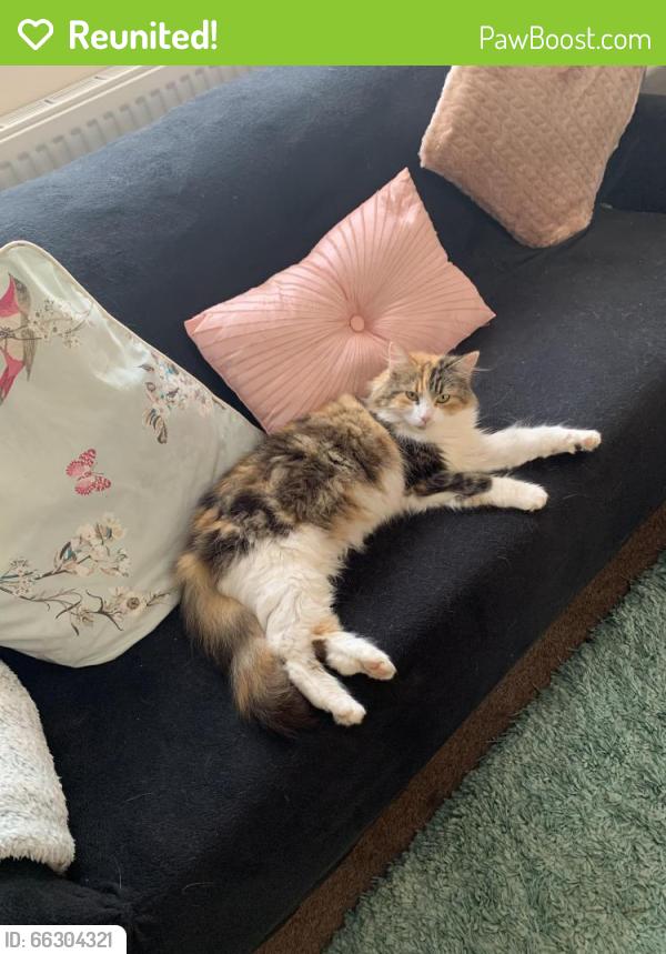 Reunited Female Cat last seen North Road, Bells Road Gorleston, Gorleston-on-Sea, England NR31