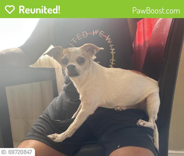 Reunited Female Dog last seen Near Polk St, Sylmar, CA 91342, USA, Los Angeles, CA 91342