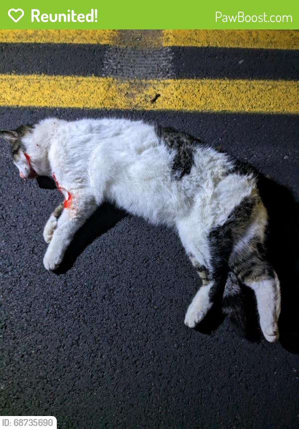 Reunited Unknown Cat last seen Near Middletown Road, Glen Mills, PA 19342