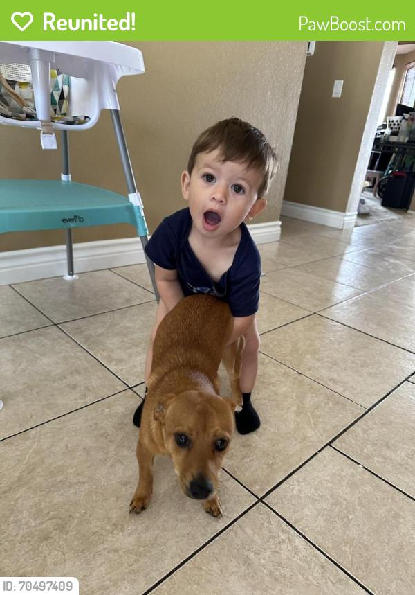 Reunited Male Dog last seen Near Baldy Peak Dr, Menifee, CA 92586, USA, Menifee, CA 92586