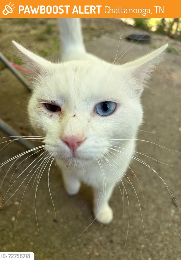 Found/Stray Unknown Cat last seen Near Magnolia Leaf Ln, Chattanooga, TN 37421, USA, Chattanooga, TN 37421
