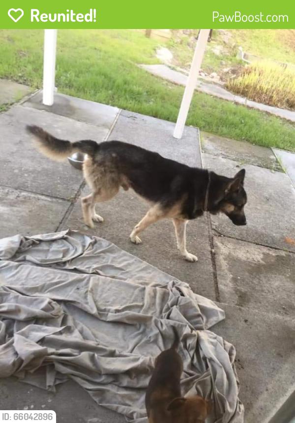 Reunited Male Dog last seen Mini drive vallejo, Vallejo, CA 94589