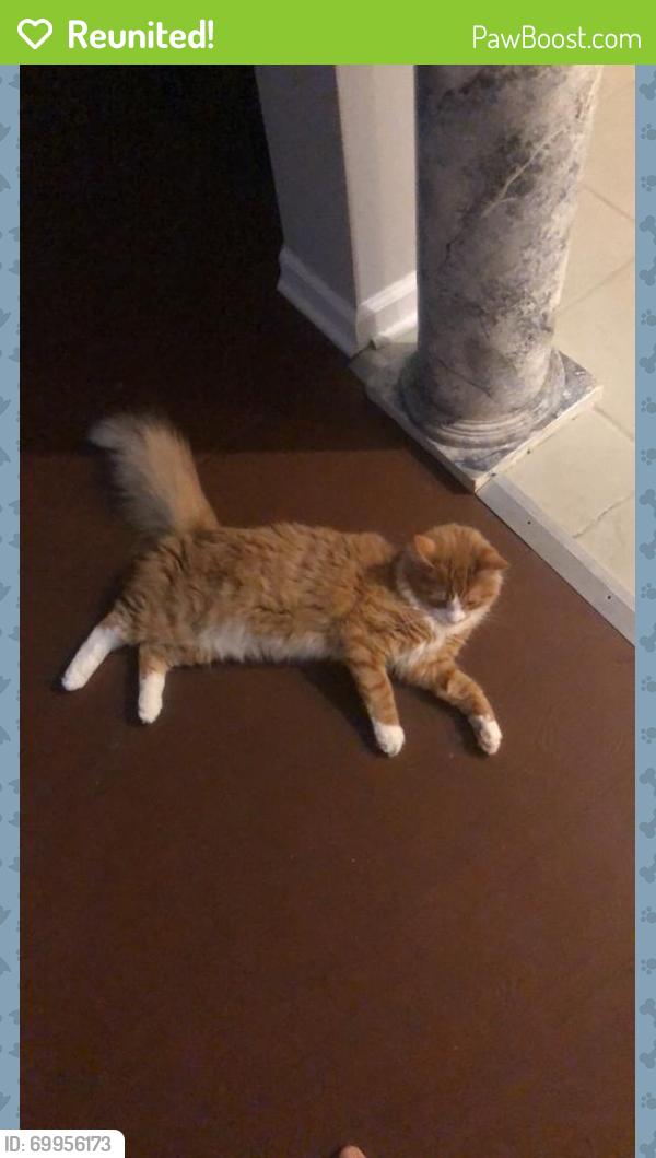 Reunited Male Cat last seen 1st and Robertson, Columbus, OH 43201