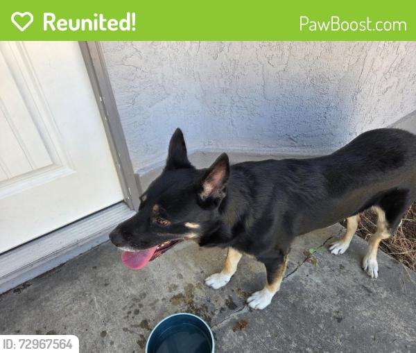 Reunited Male Dog last seen Off Oak between Kenneth and C bar C park, Citrus Heights, CA 95610