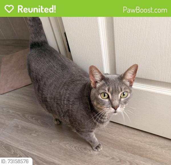 Reunited Male Cat last seen Dorman Road, Fish Hawk, FL 33547