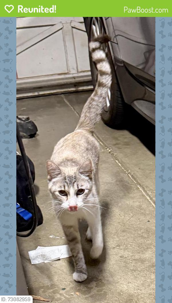Reunited Female Cat last seen Hansen Drive and Hopyard Road, Pleasanton, CA 94566