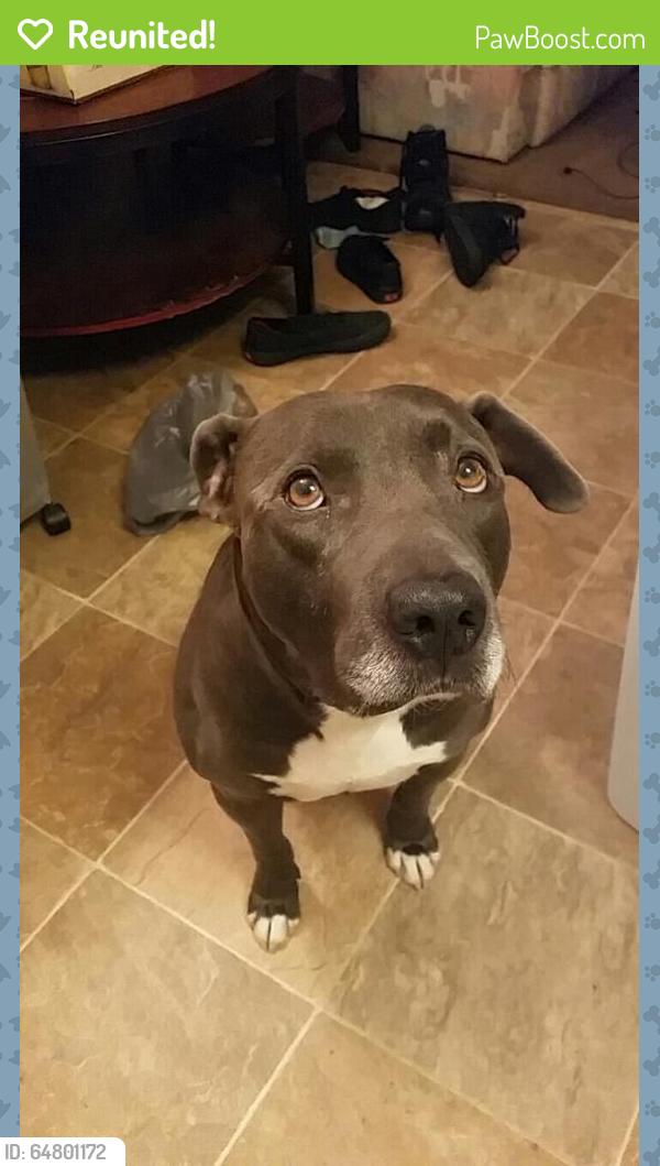 Reunited Male Dog last seen Near West Greenway Road, Phoenix, AZ, Phoenix, AZ 85053