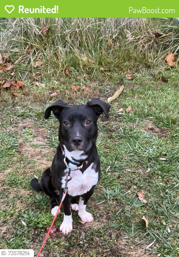 Reunited Female Dog last seen Clarkstown Road, Hughesville, PA 17737