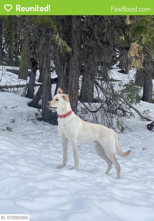Reunited Male Dog last seen Dale rd modesto ca, Modesto, CA 95356