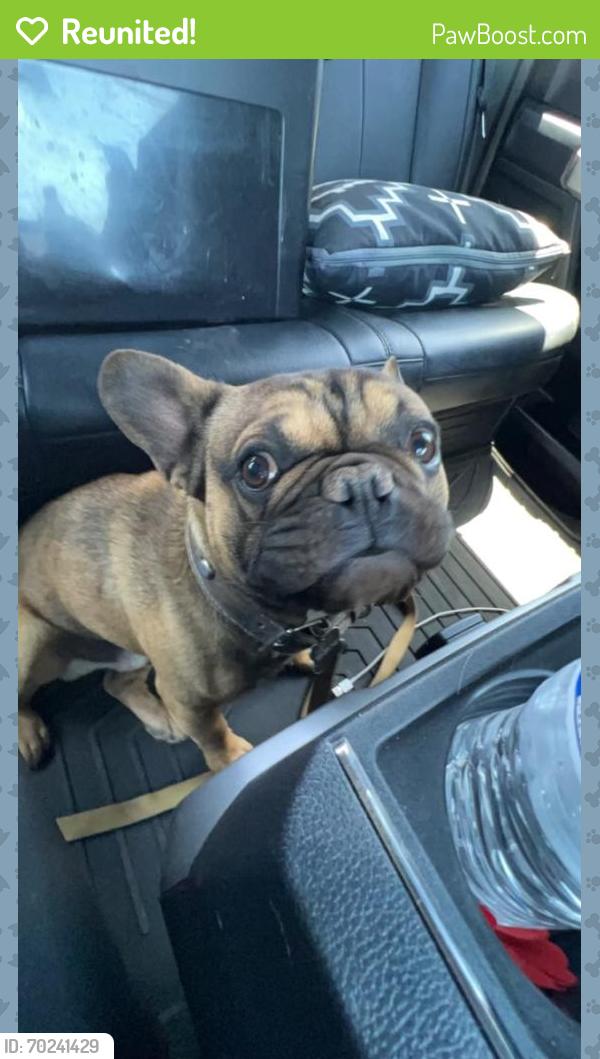 Reunited Male Dog last seen Atrisco and central, Albuquerque, NM 87105