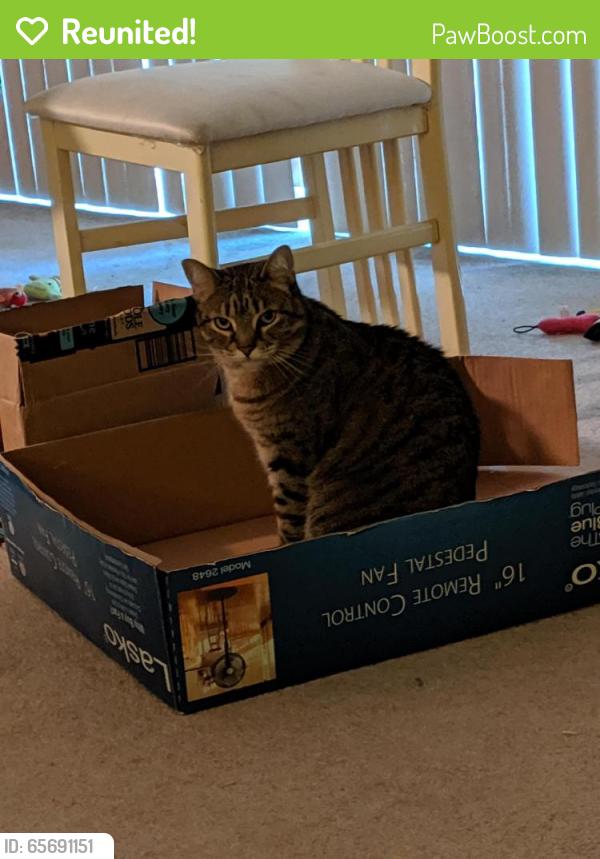 Reunited Female Cat last seen 105th and Cicero (behind McDonald's), Oak Lawn, IL 60453