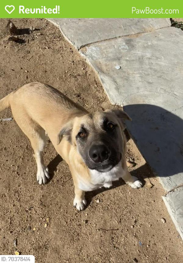 Reunited Female Dog last seen Near Stillwater Dr, Victorville, CA 92395, USA, Victorville, CA 92395