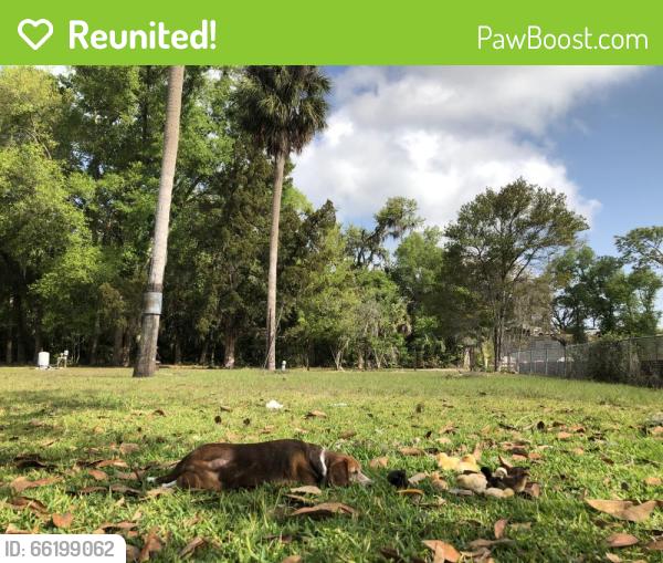 Reunited Female Dog last seen Wayside Dr and Orange Ave, Sanford, FL 32771