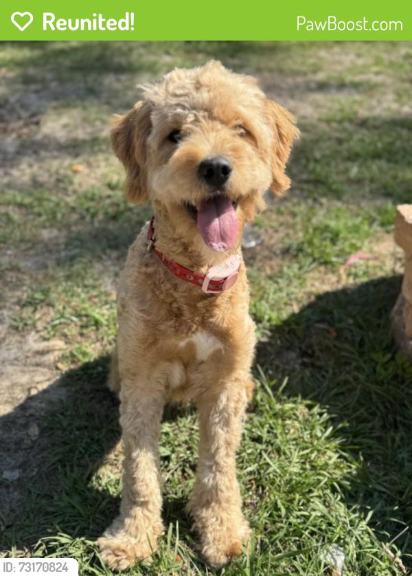 Reunited Female Dog last seen Elkcam/N Citrus springs Blvd, Citrus Springs, FL 34433