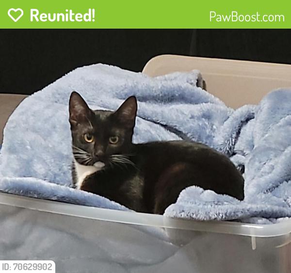 Reunited Female Cat last seen Maple and olive, hesperia. Ca, Hesperia, CA 92345