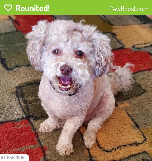 Reunited Male Dog last seen Near Imperial Ave & 54th St, San Diego, CA 92114