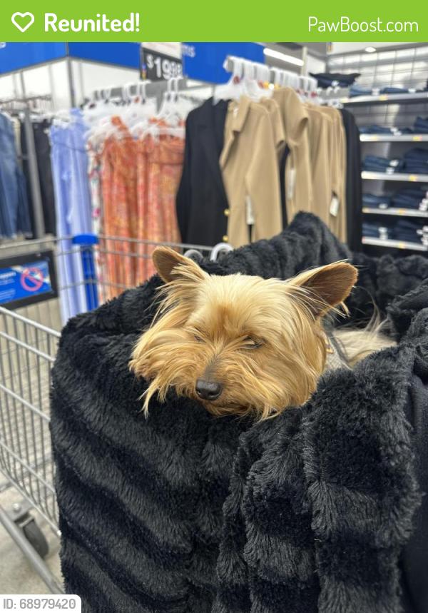 Reunited Female Dog last seen Douglas and Broadway, Redwood City, CA 94063