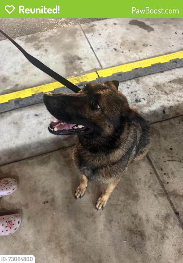 Reunited Female Dog last seen Rangeline Rd, Englewood, OH 45322