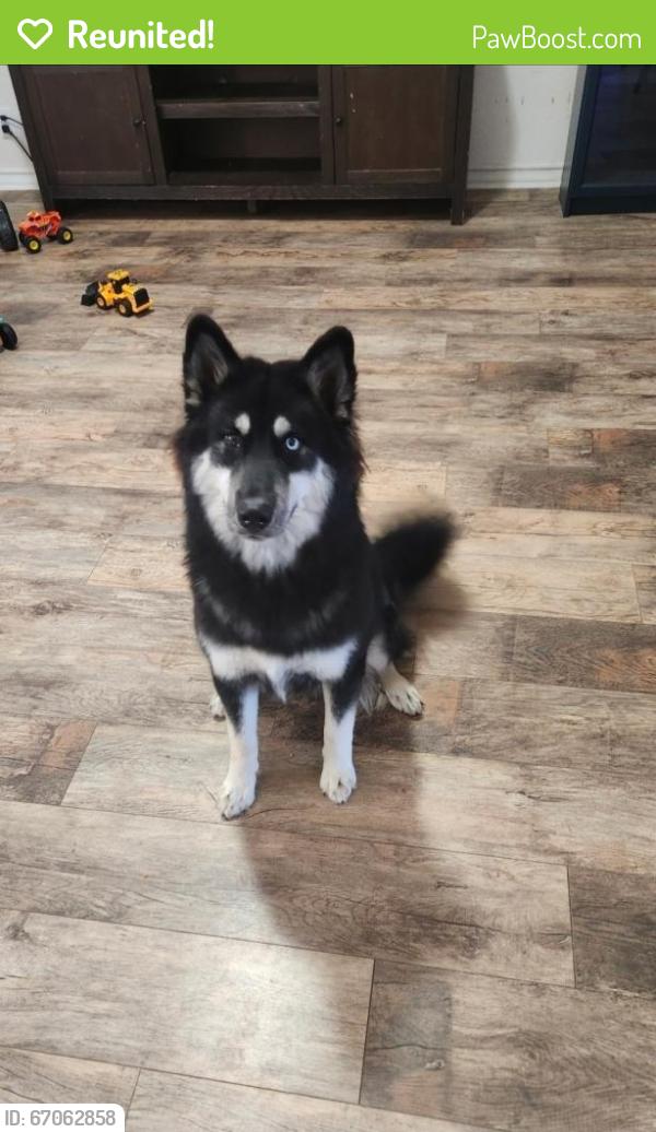 Reunited Female Dog last seen Ingram and potranco, San Antonio, TX 78251