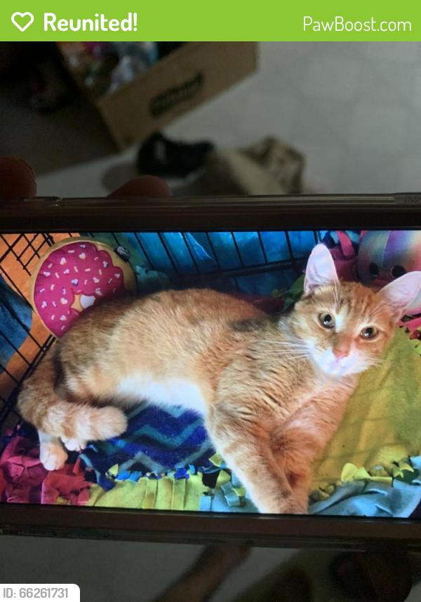 Reunited Male Cat last seen Near Winesap Drive, Austell, GA, USA, Austell, GA 30106