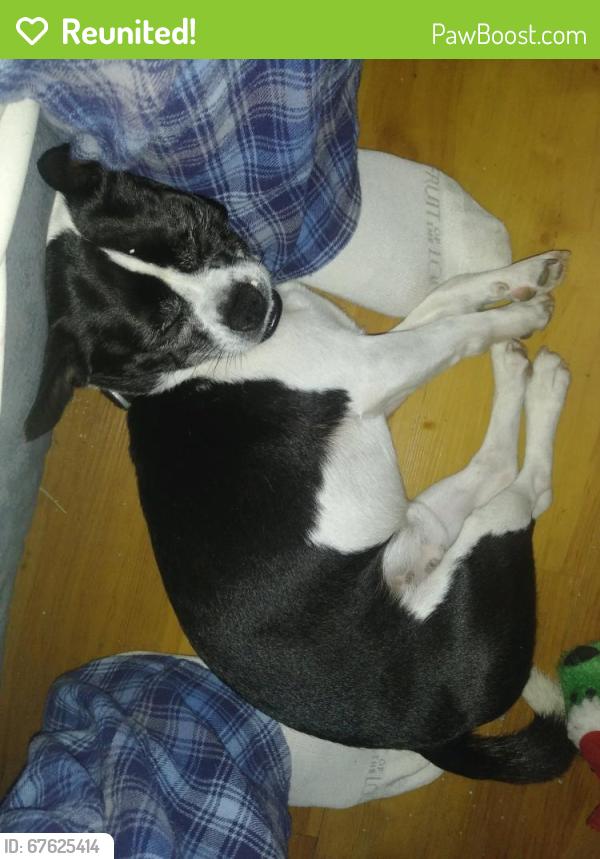 Reunited Male Dog last seen Salem drive newport richey, New Port Richey, FL 34652