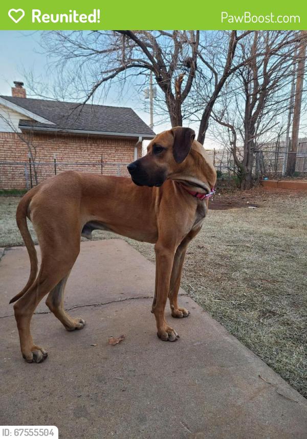 Reunited Male Dog last seen Parkway Moore Oklahoma, Meridian, OK 73058
