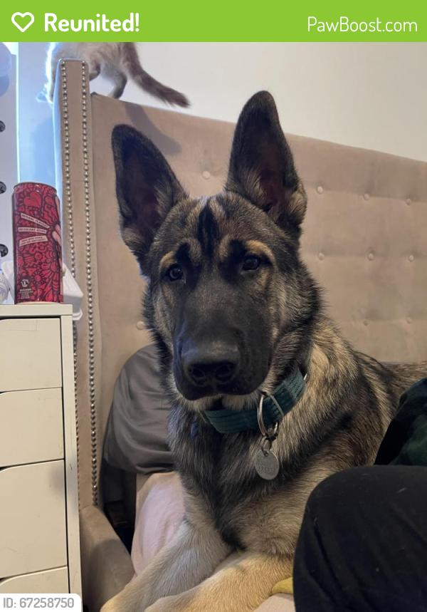 Reunited Male Dog last seen Near Hubbard St, Los Angeles, CA 90023, USA, Los Angeles, CA 90023