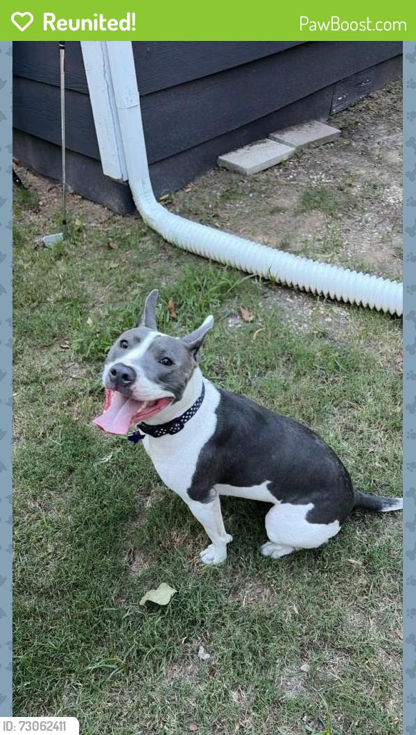 Reunited Female Dog last seen Franklin Ave, McKinney, TX 75059, McKinney, TX 75069