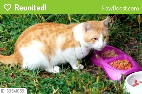 Reunited Male Cat last seen City Hall, Montrose, MN 55363