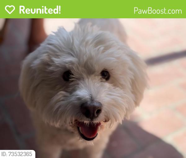 Reunited Male Dog last seen Franklin Ave & Hobart, Los Angeles, CA 90027